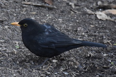 Turdus merula