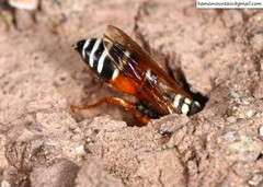 Onychopterocheilus eckloni