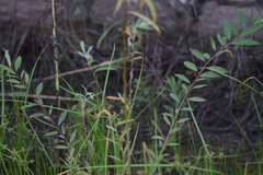 Salix chaenomeloides