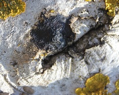 Brenneria nigrifluens