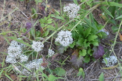 Eupatorium lindleyanum