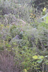 Sanguisorba applanata