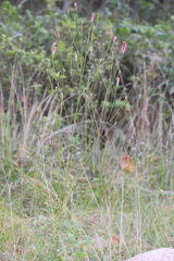Sanguisorba applanata