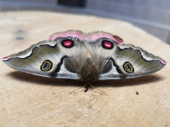 Polythysana rubrescens