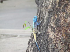 Acanthocercus atricollis