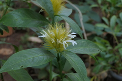 Schaueria calytricha