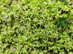Brachytheciastrum velutinum