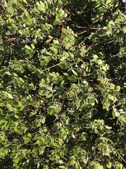 Arctostaphylos nevadensis