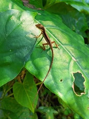 Anolis pulchellus