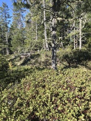 Arctostaphylos nevadensis