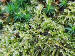 Brachytheciastrum velutinum