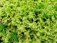 Brachytheciastrum velutinum
