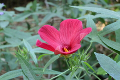 Abelmoschus moschatus tuberosus