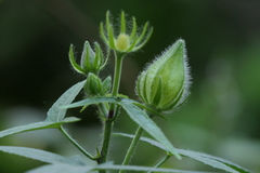 Abelmoschus moschatus tuberosus