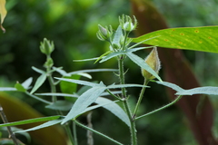 Abelmoschus moschatus tuberosus