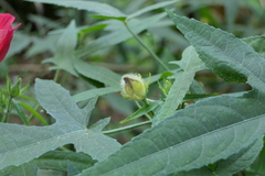 Abelmoschus moschatus tuberosus