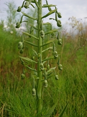 Habenaria schimperiana