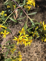 Barkleyanthus salicifolius
