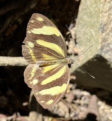 Pieriballia viardi