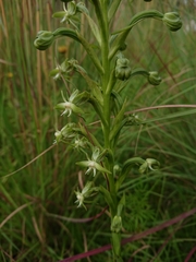 Habenaria humilior
