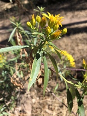 Barkleyanthus salicifolius