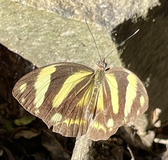 Pieriballia viardi
