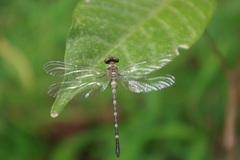 Microgomphus chelifer