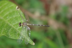 Microgomphus chelifer