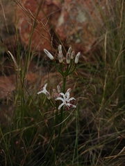 Nerine rehmannii
