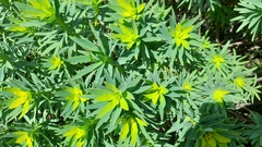 Euphorbia dendroides