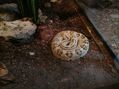 Crotalus culminatus