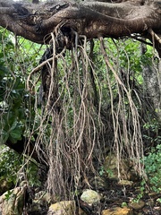 Calophyllum inophyllum