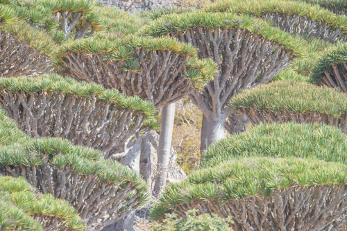 Dragon's blood tree (Dracaena cinnabari)