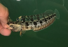 Neoclinus uninotatus