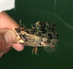 Neoclinus uninotatus