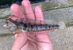 Neoclinus uninotatus