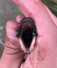 Neoclinus uninotatus