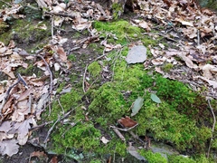 Brachytheciastrum velutinum