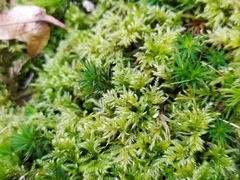 Brachytheciastrum velutinum