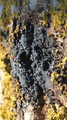 Brenneria nigrifluens