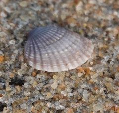 Tegillarca