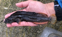 Neoclinus uninotatus