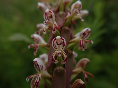 Satyrium cristatum