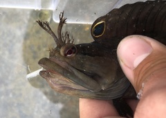 Neoclinus uninotatus