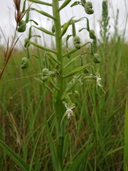 Habenaria schimperiana