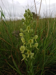 Habenaria epipactidea