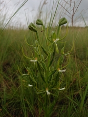 Habenaria clavata