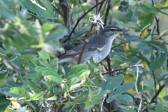 Phylloscopus examinandus