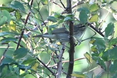 Phylloscopus examinandus