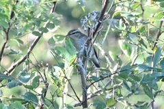 Phylloscopus examinandus